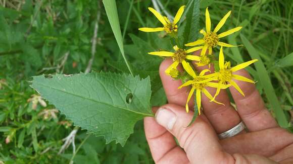 Senecio triangularis Hook.的圖片