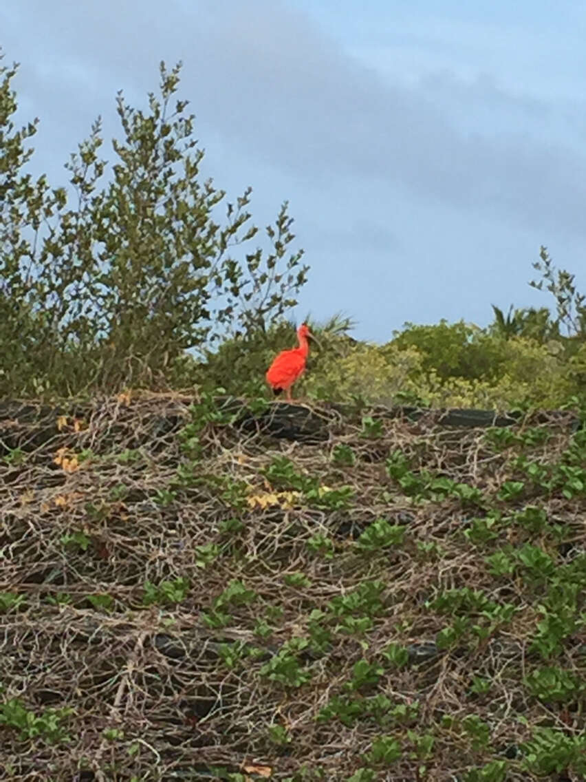 Image of Scarlet Ibis