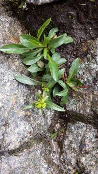 Image of Cutler's alpine goldenrod