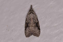 Image of Currant Fruitworm Moth