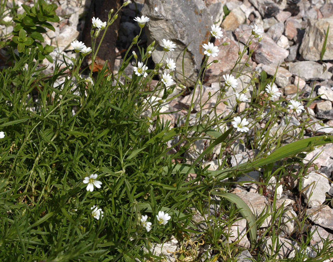 Image of Cerastium furcatum Cham. & Schltdl.