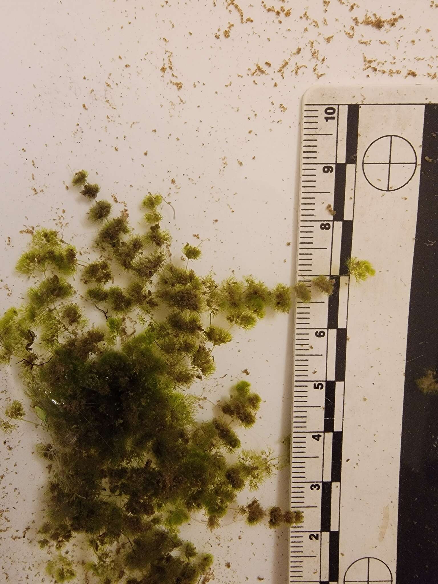 Image of Dwarf Stonewort