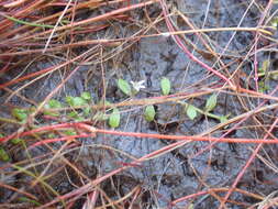 Image of Lobelia fatiscens Heenan