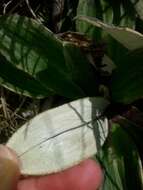 Image of Celmisia verbascifolia Hook. fil.