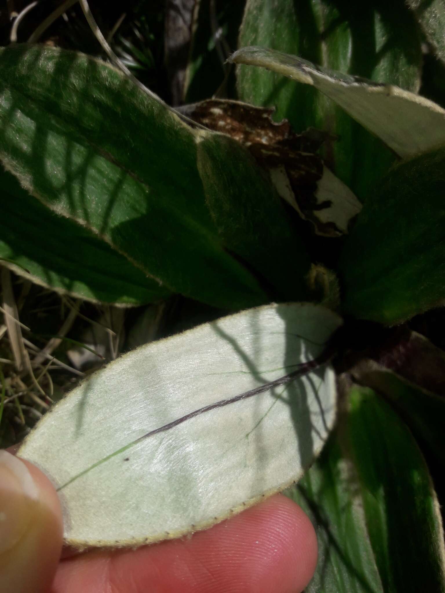 Plancia ëd Celmisia verbascifolia Hook. fil.