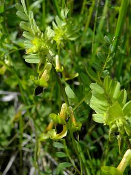 Imagem de Vicia melanops Sibth. & Sm.