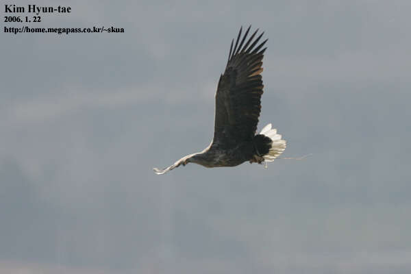 Image of White-tailed Eagle