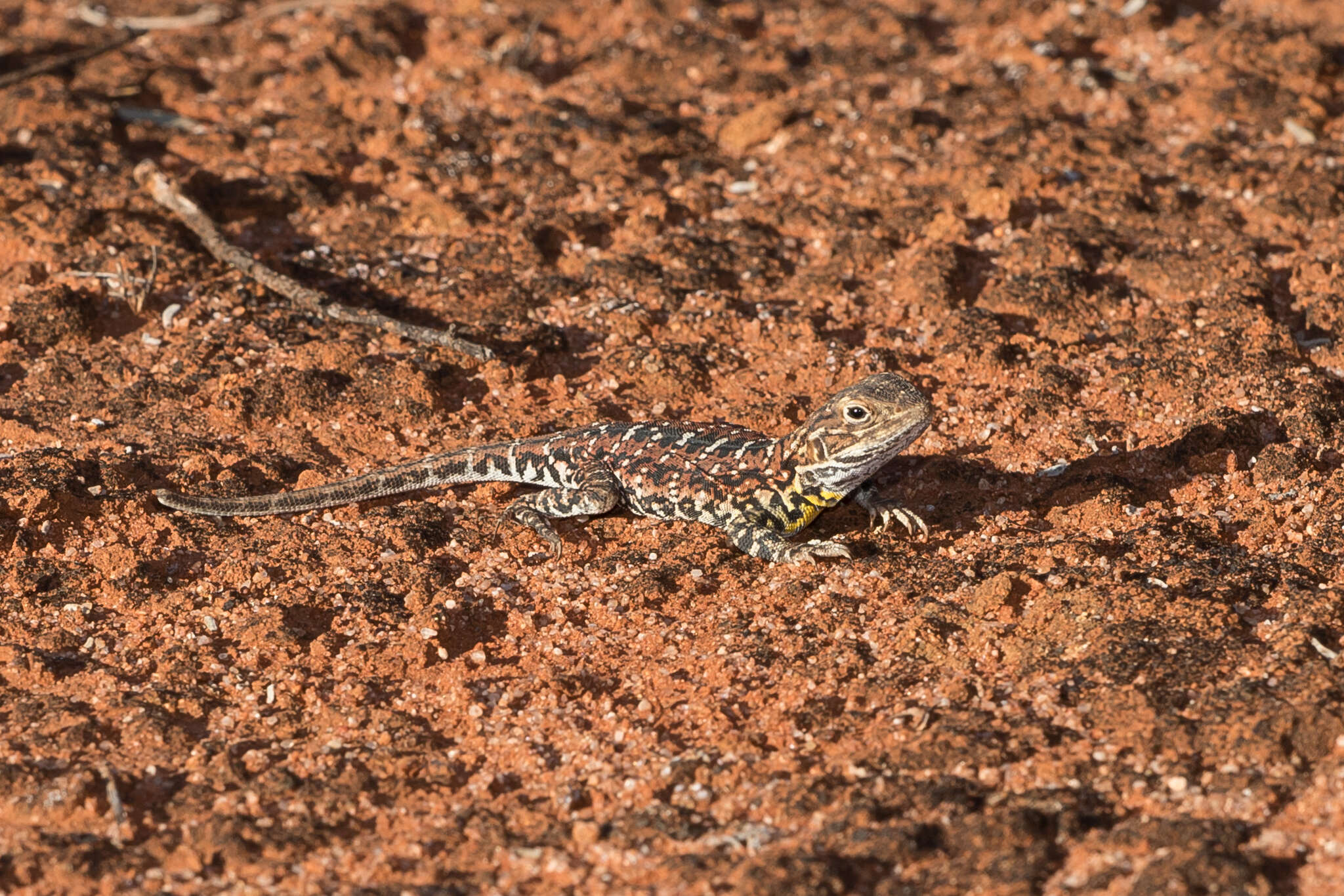 Ctenophorus pictus (Peters 1866) resmi