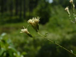 Image de <i>Brickellia <i>eupatorioides</i></i> var. eupatorioides