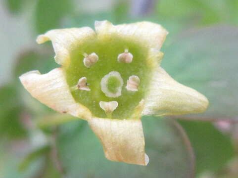 Image of Ribes fasciculatum Sieb. & Zucc.