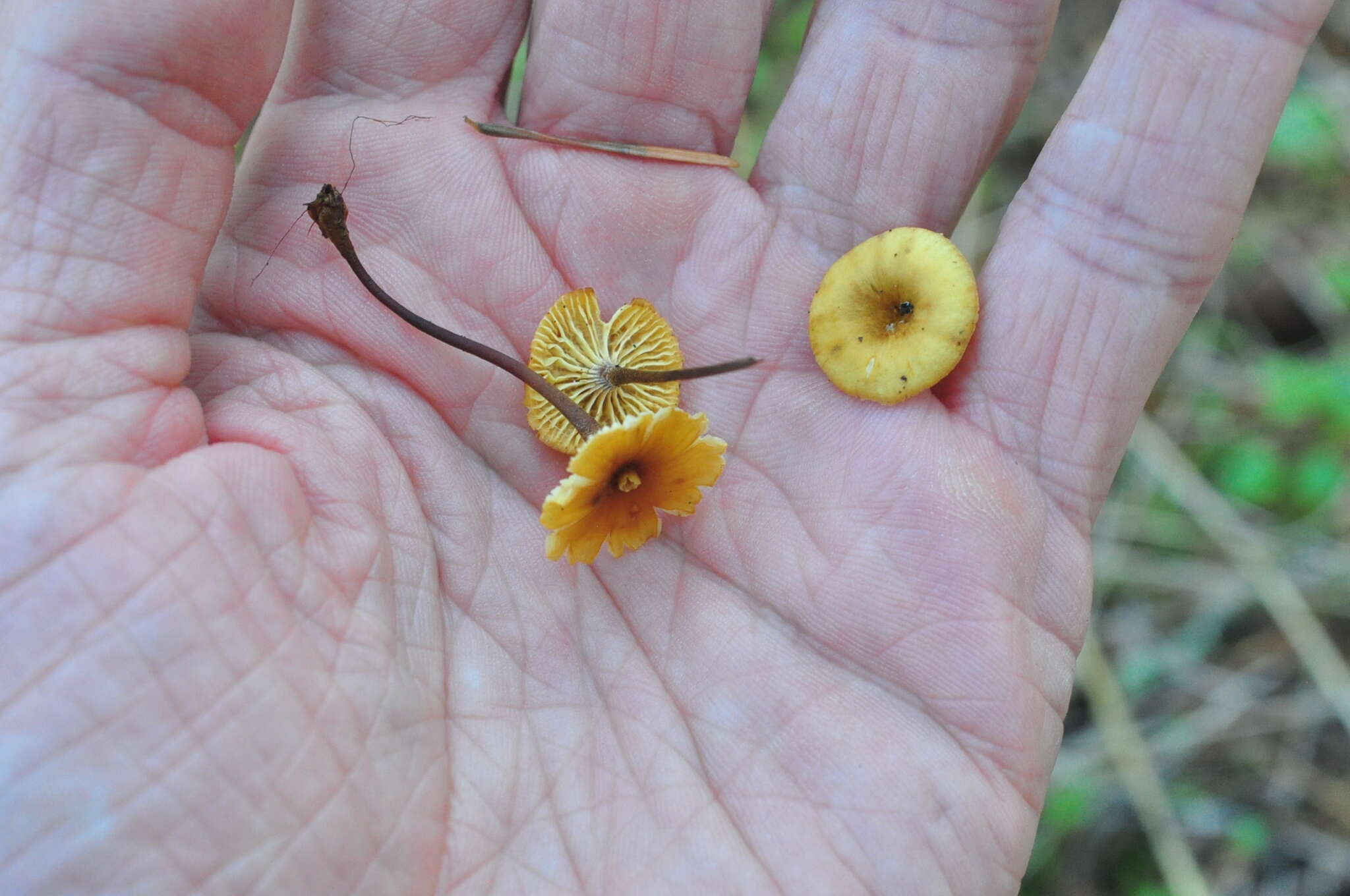 Xeromphalina cornui (Quél.) J. Favre 1936 resmi