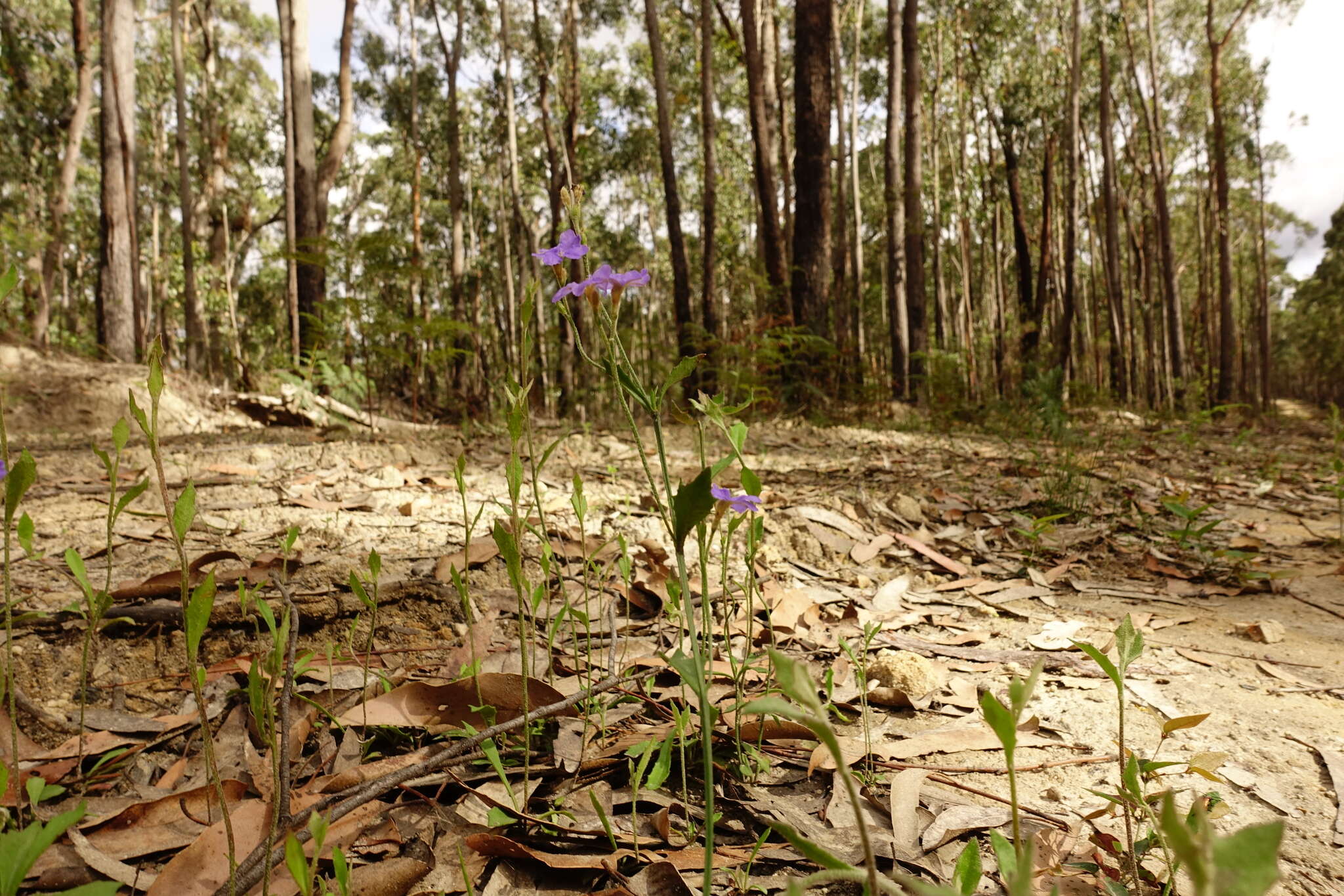 Image of Dampiera stricta (Smith) R. Br.