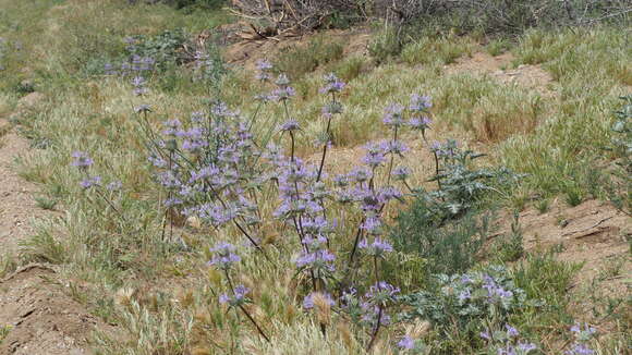 Imagem de Salvia carduacea Benth.