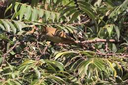 Image of Grey-eyed Bulbul