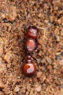 Image of Red Desert Fierce ant