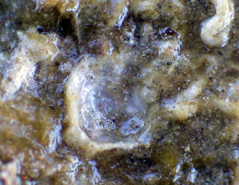 Image of Angasi oyster