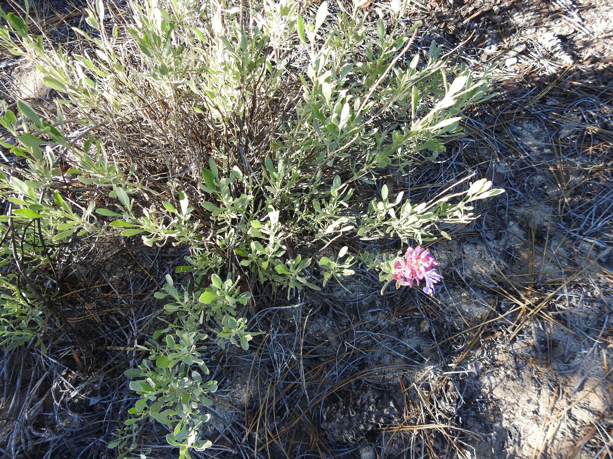 Sivun Salvia pachyphylla subsp. meridionalis R. M. Taylor kuva