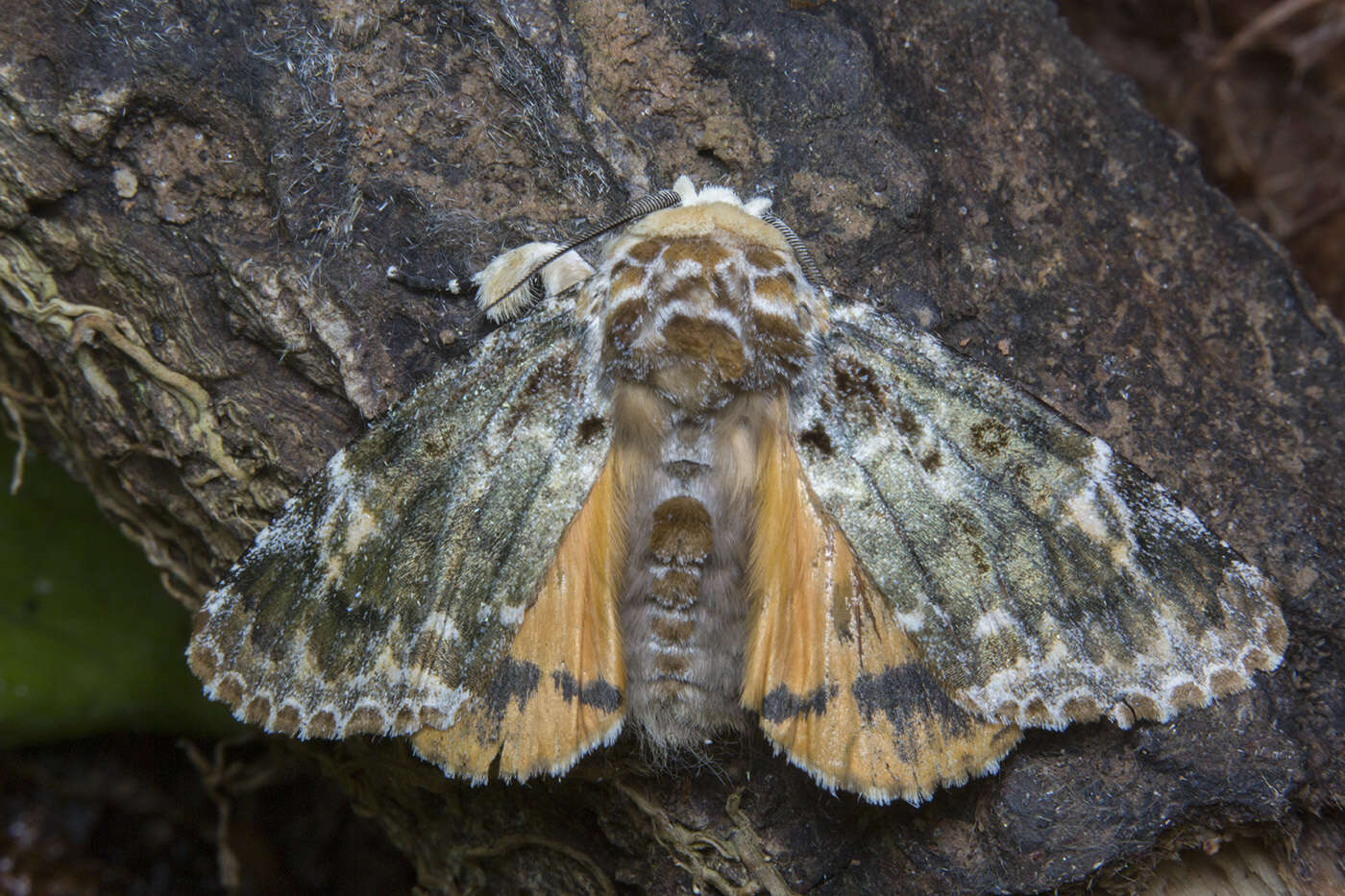 Слика од Anepholcia pygaria Warren 1912