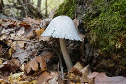 Image of Coprinopsis alopecia (Lasch) La Chiusa & Boffelli 2017