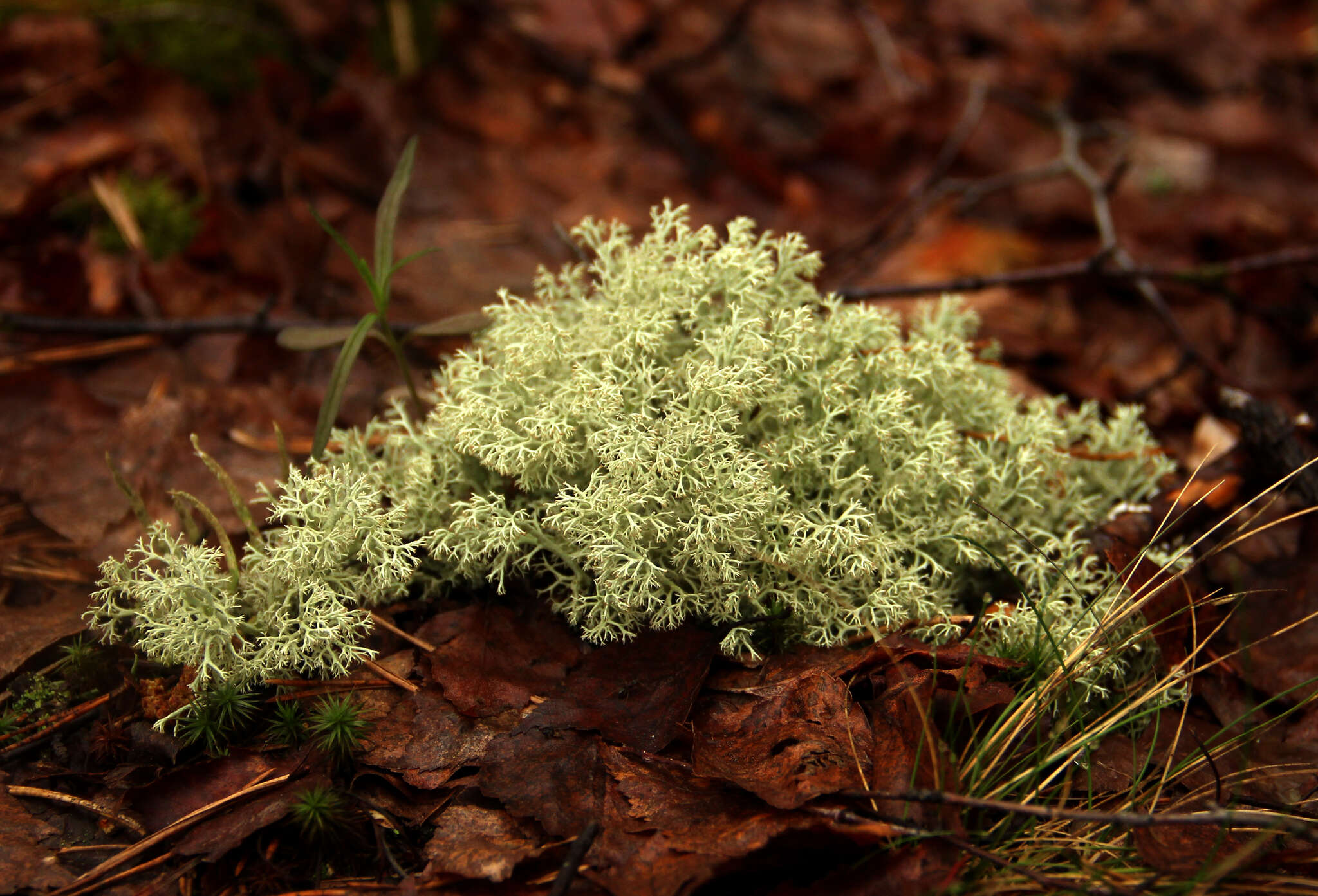 Image of reindeer lichen