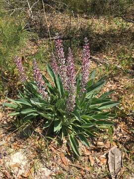 Imagem de Lupinus villosus Willd.