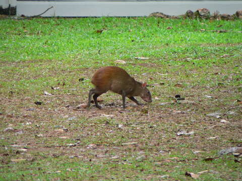 Image of Brazilian Agouti