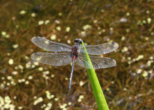 Image of Leucorrhinia orientalis Selys 1887