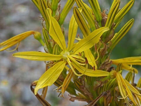 Image of yellow asphodel