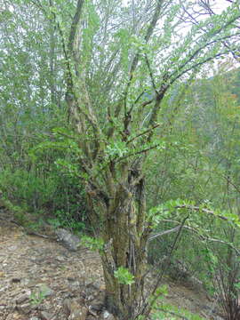 Imagem de Fouquieria splendens subsp. breviflora Henrickson