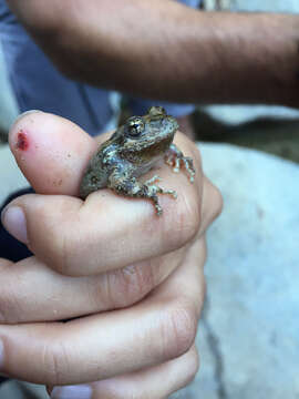 Image of California Chorus Frog