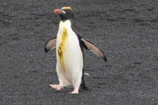 Image of Macaroni Penguin