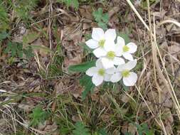 Imagem de Anemonastrum narcissiflorum subsp. crinitum (Juz.) Raus