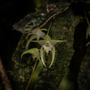 Image of Aeranthes laxiflora Schltr.