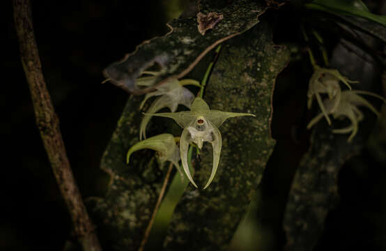 Image of Aeranthes laxiflora Schltr.