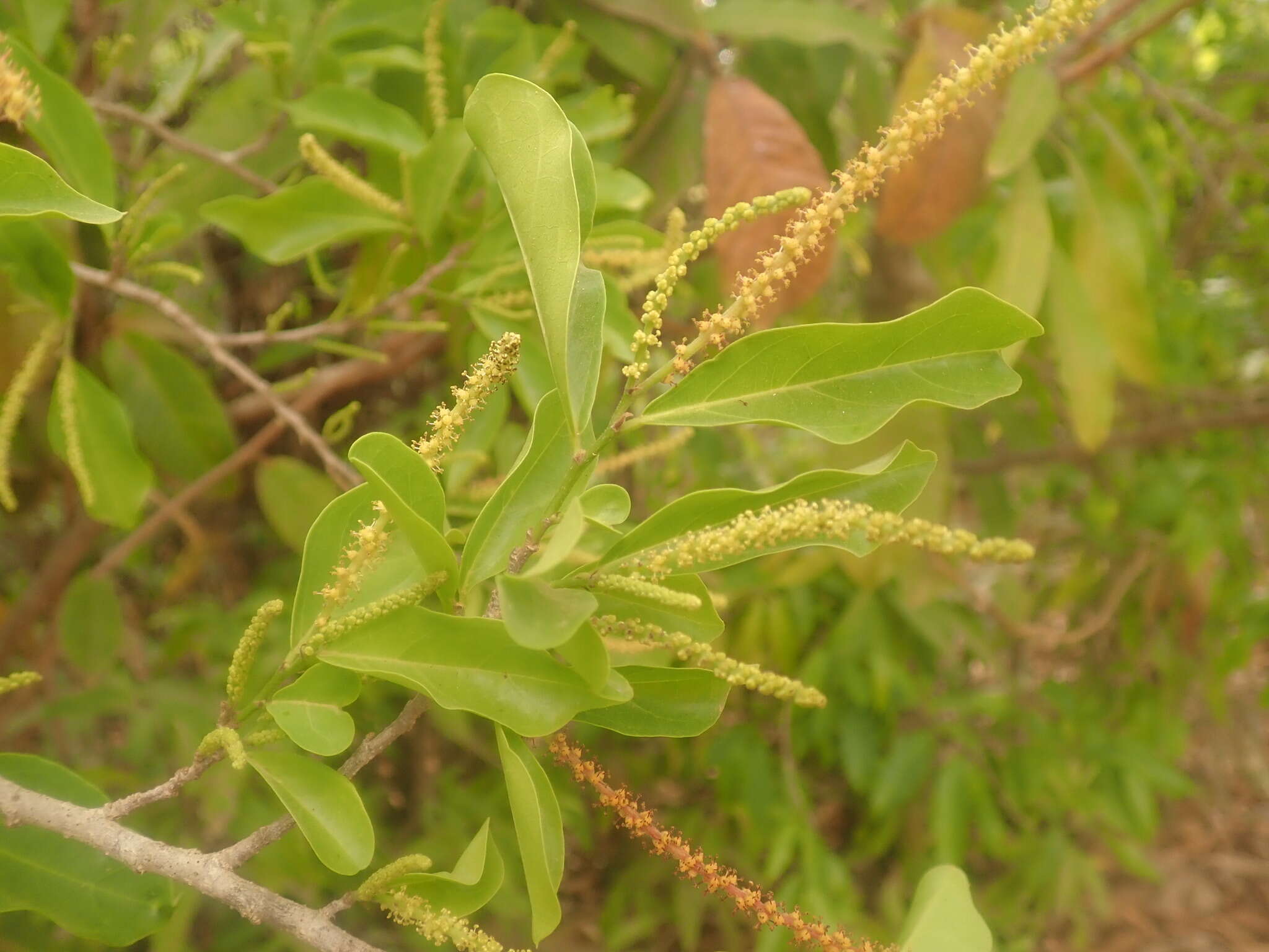 Image of Antidesma madagascariense Lam.