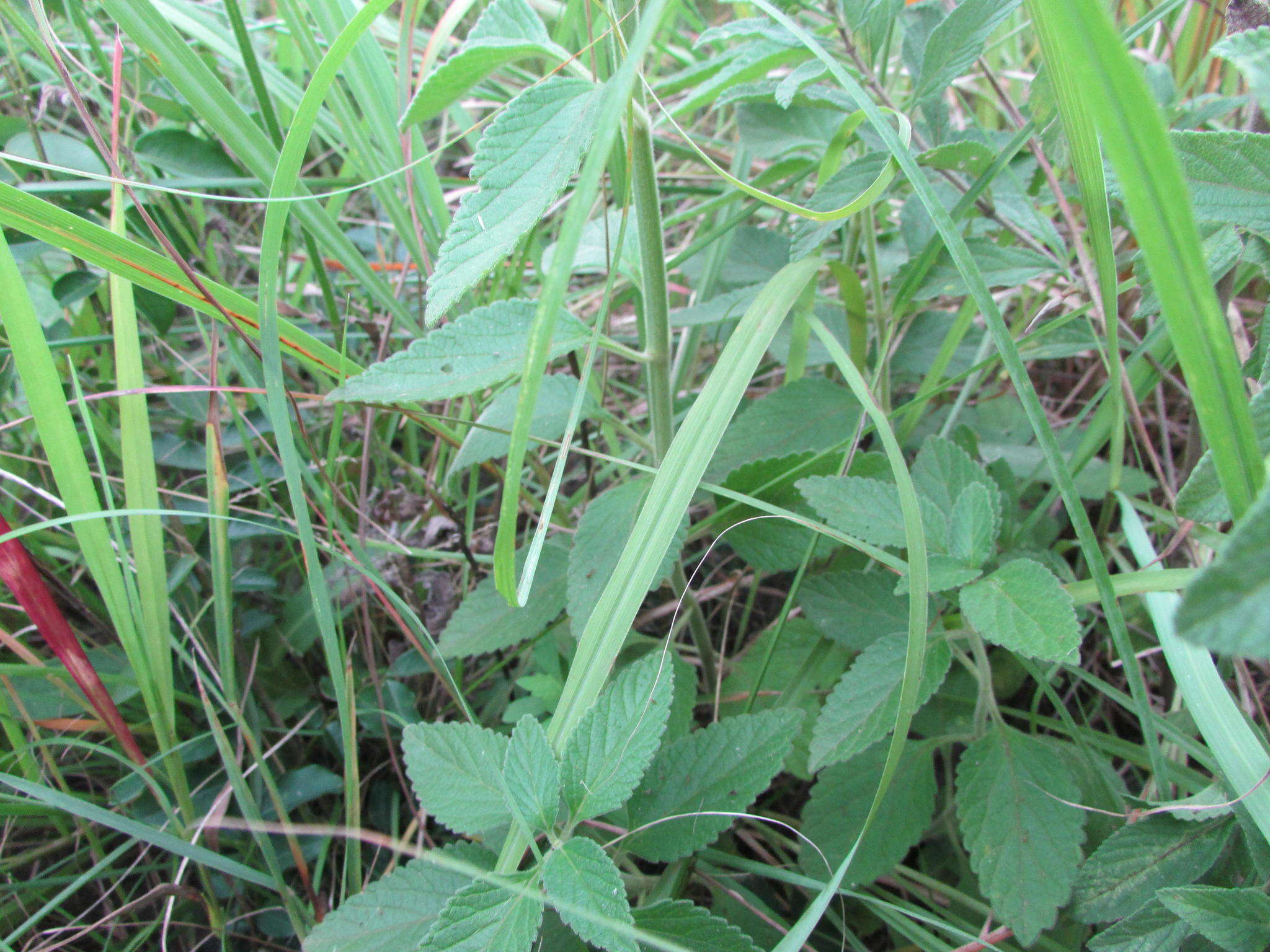 Image of Leonotis ocymifolia var. raineriana (Vis.) Iwarsson