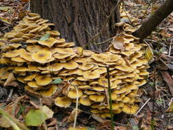 Image of Honey Fungus