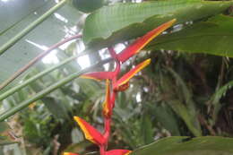 Image of Heliconia marginata (Griggs) Pittier