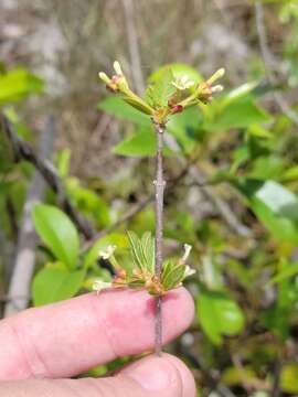 Image of Hammock Velvetseed