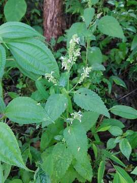 Image of Teucrium viscidum Blume