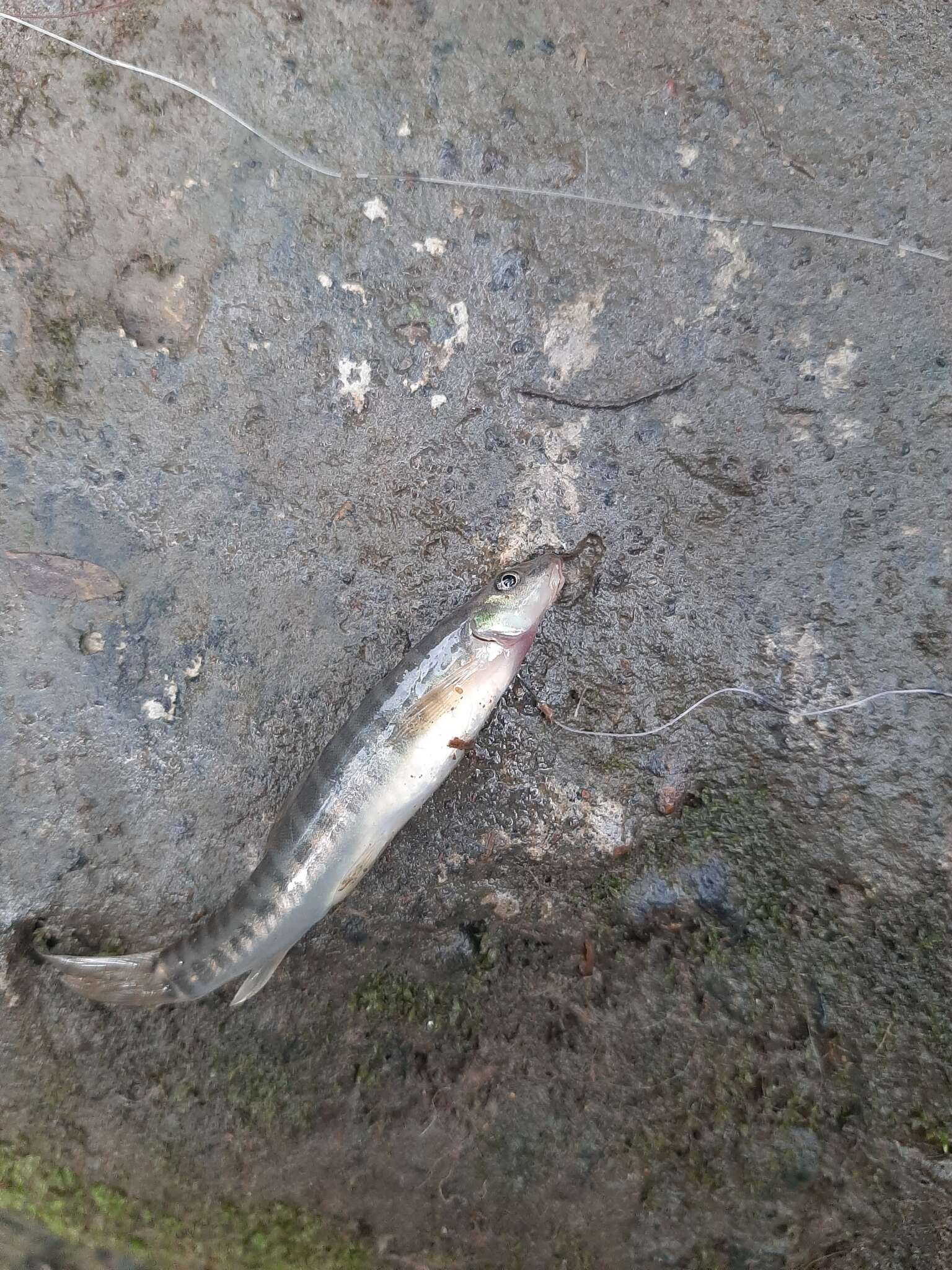 Image of Barred loach