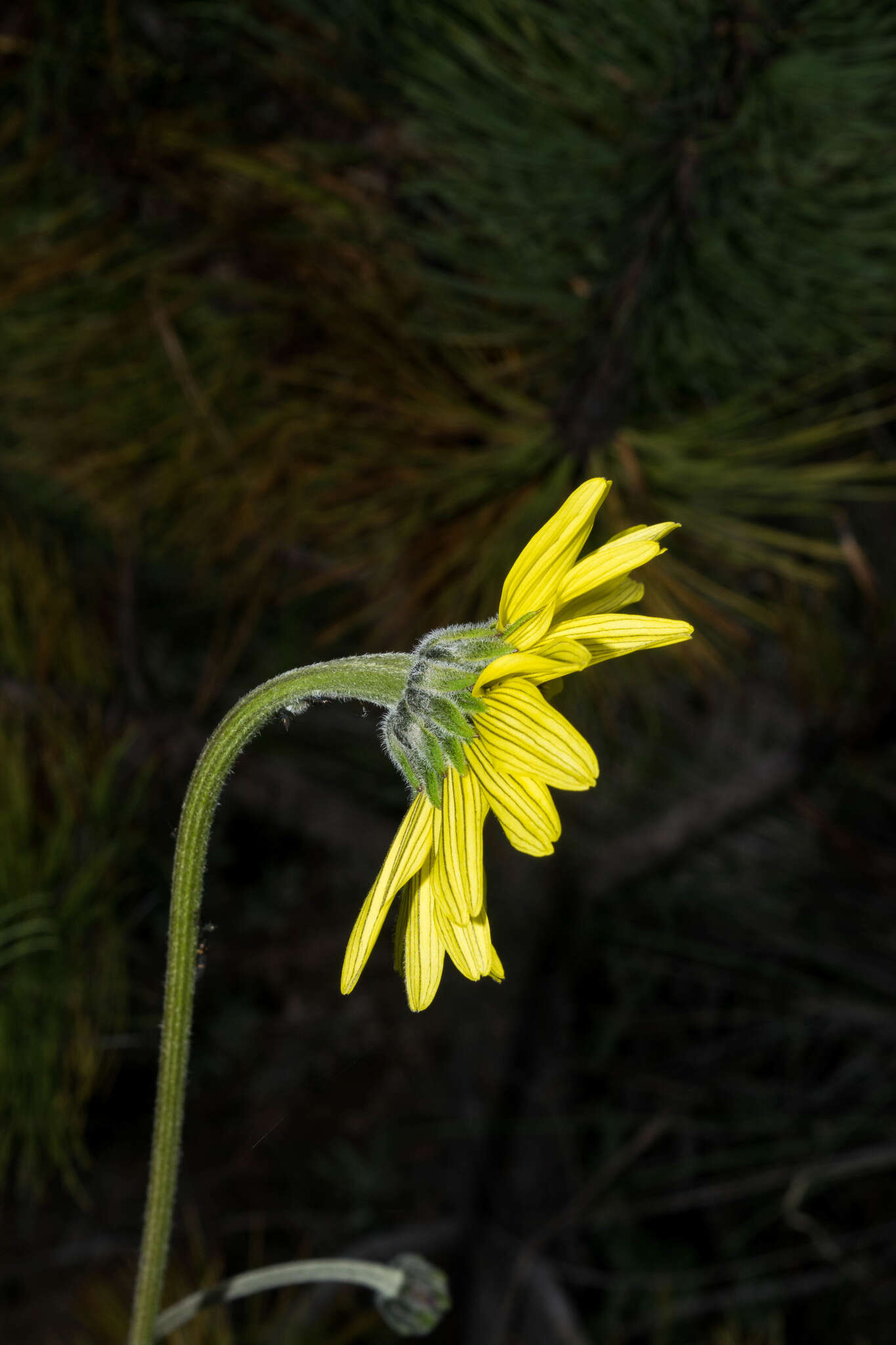 Image of Iostephane madrensis (S. Wats.) J. L. Strother