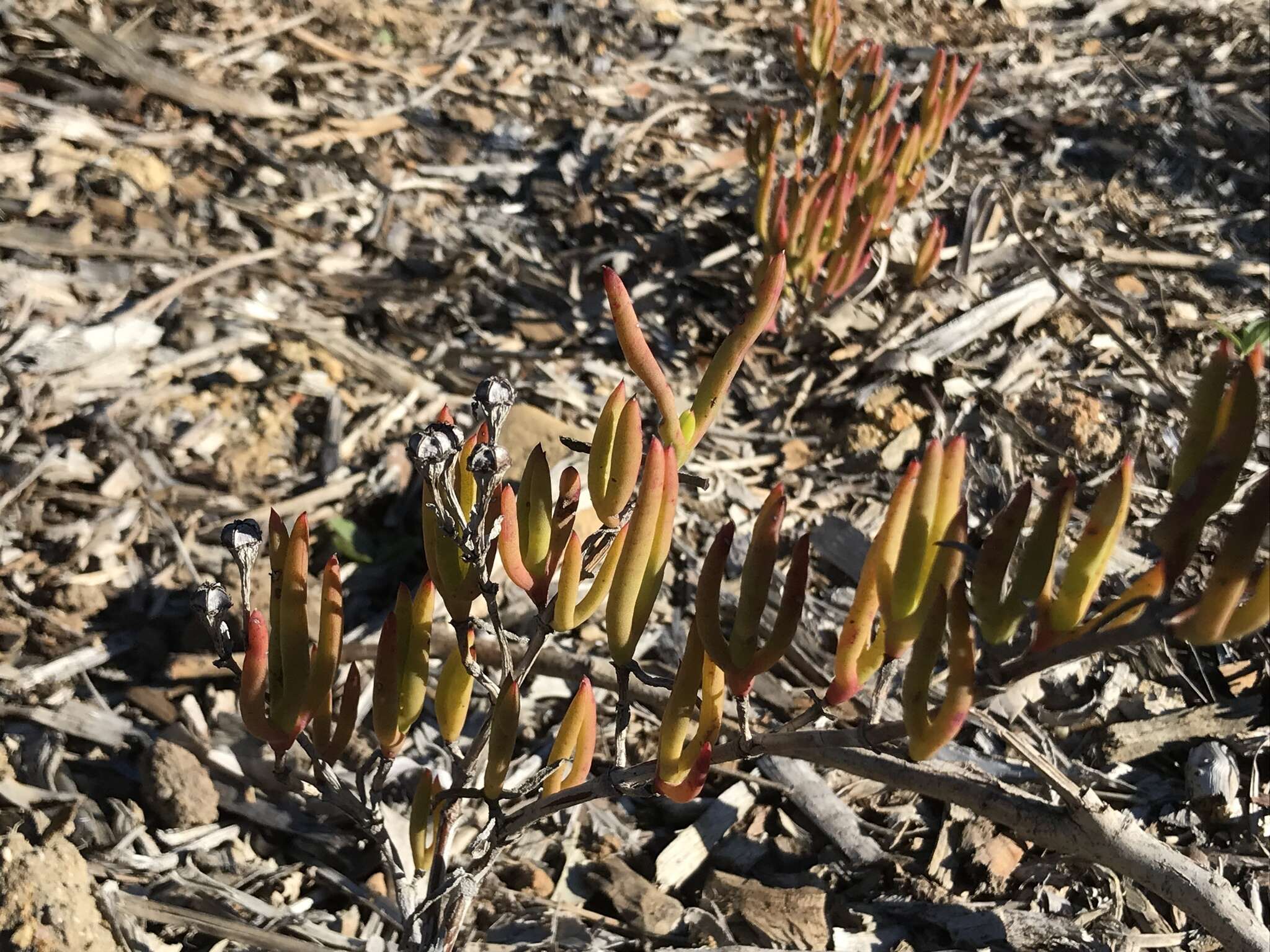 Image of Ruschia macowanii (L. Bol.) Schwant. apud Jacobsen