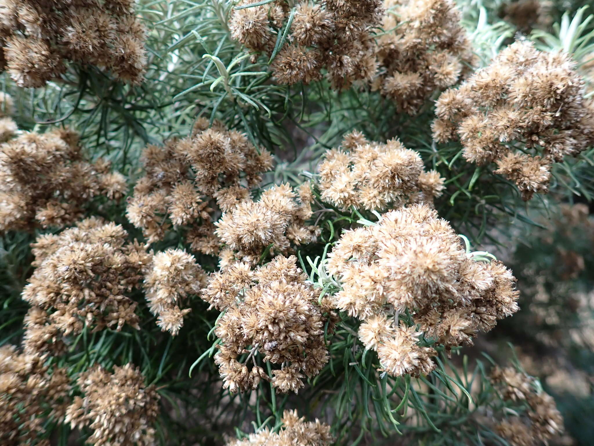 Plancia ëd Cassinia tenuifolia Benth.