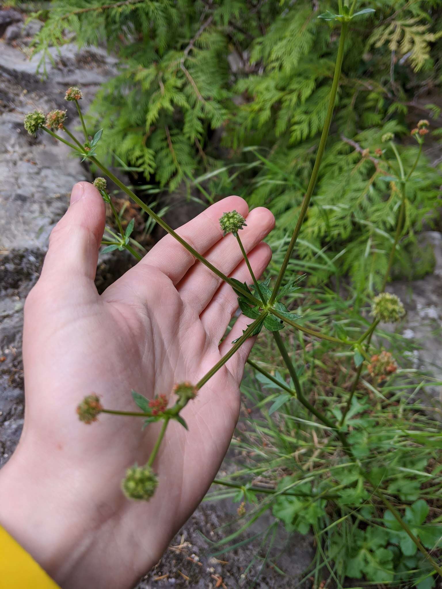 Image of Pacific blacksnakeroot