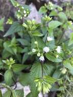 صورة Ageratina rothrockii (A. Gray) R. King & H. Rob.