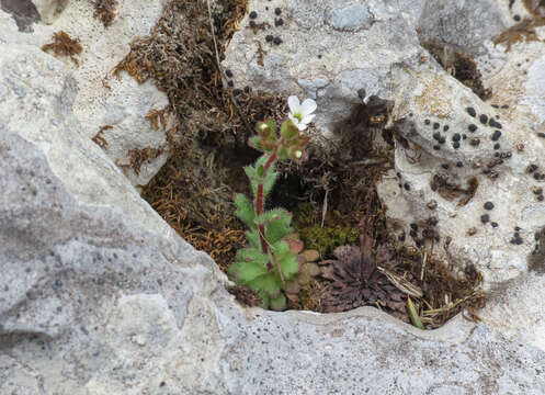 Image of Wedge-Leaf Saxifrage