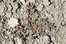 Image of Euphorbia serpillifolia subsp. serpillifolia