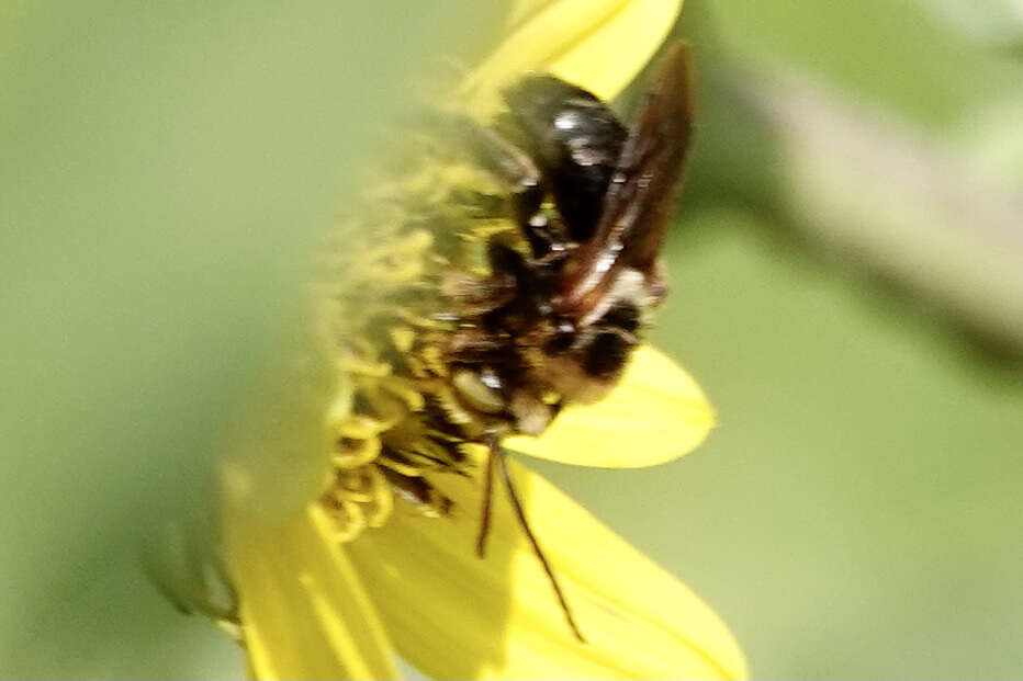 Image of Svastra obliqua caliginosa (Cresson 1879)