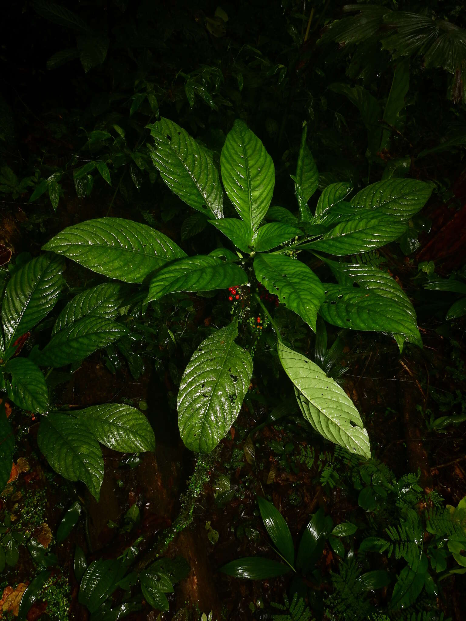 Image of Notopleura saulensis (Steyerm.) C. M. Taylor